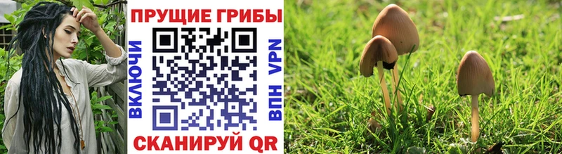 Галлюциногенные грибы Psilocybe  купить наркоту  Невельск 